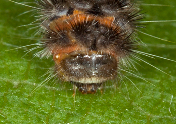 Neoalbertia constans head